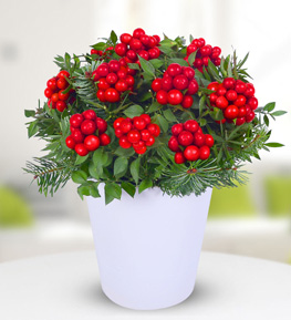 Malatya Çiçekçi - Seramik Vazoda Kokina Aranjmanı Seramik Vazoda Kokina Aranjmanı